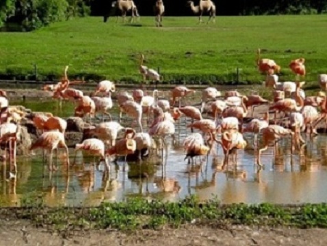 Flamingos Tierpark